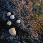 Sea Shells on a rock